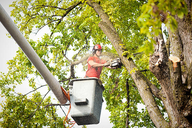 Residential Tree Removal in Sallisaw, OK